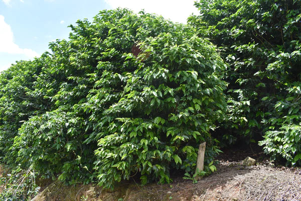Brazil Fazenda Cachoeira da Grama