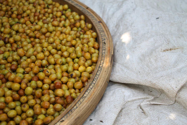 Brazil Fazenda Cachoeira da Grama