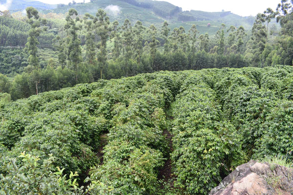 Colombia Decaf