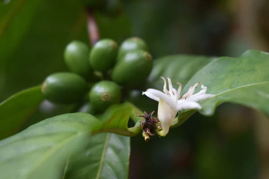 Colombia Decaf